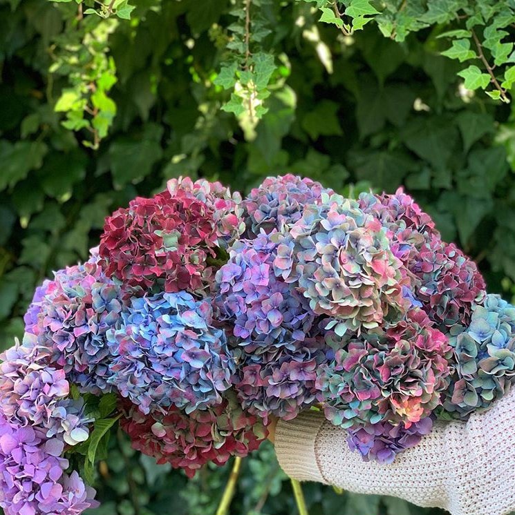 Blossoming Moments: Effortless Online Flower Delivery in Auckland