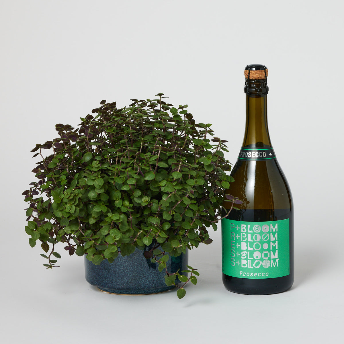 Plant and Presecco Gift Set