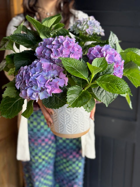Hydrangea Plant with Ceramic Pot