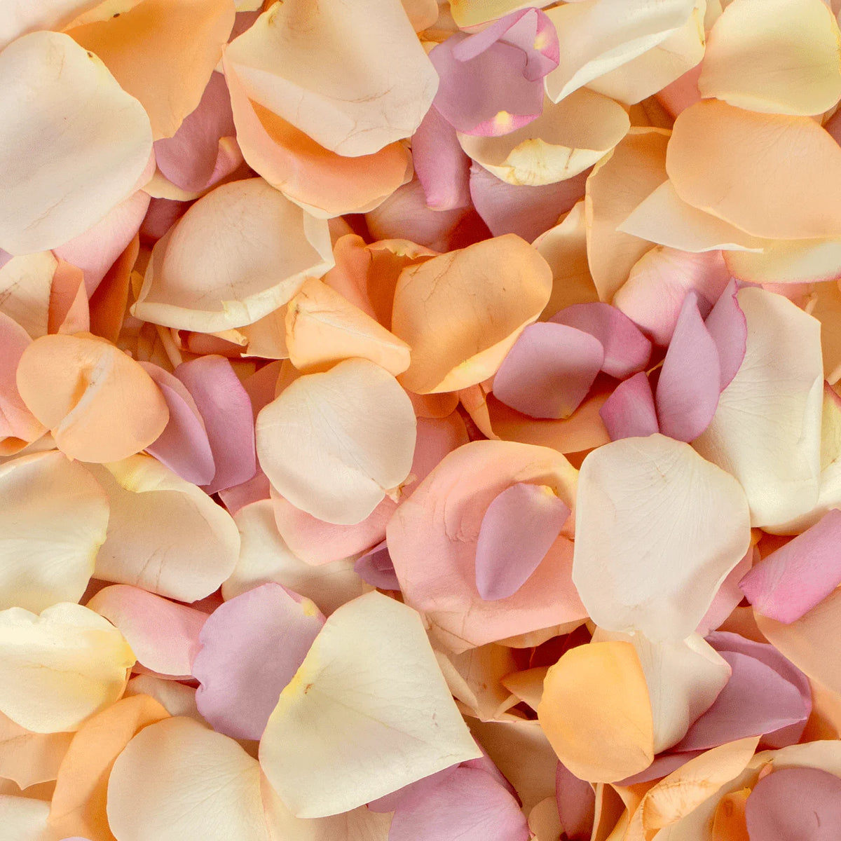 Pastel Rose Petals