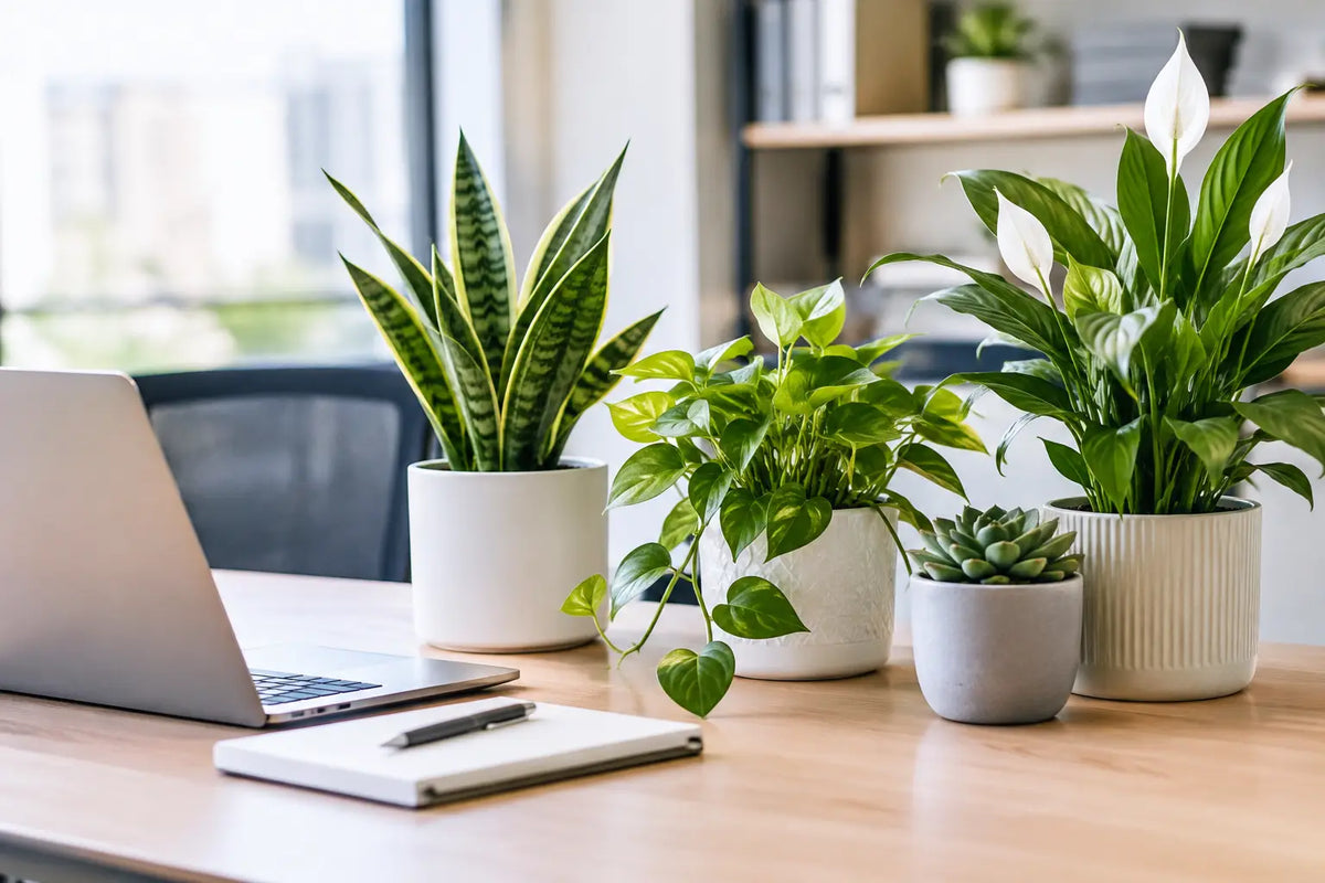 What Plants Suit Office Desks? 8 Easy Picks