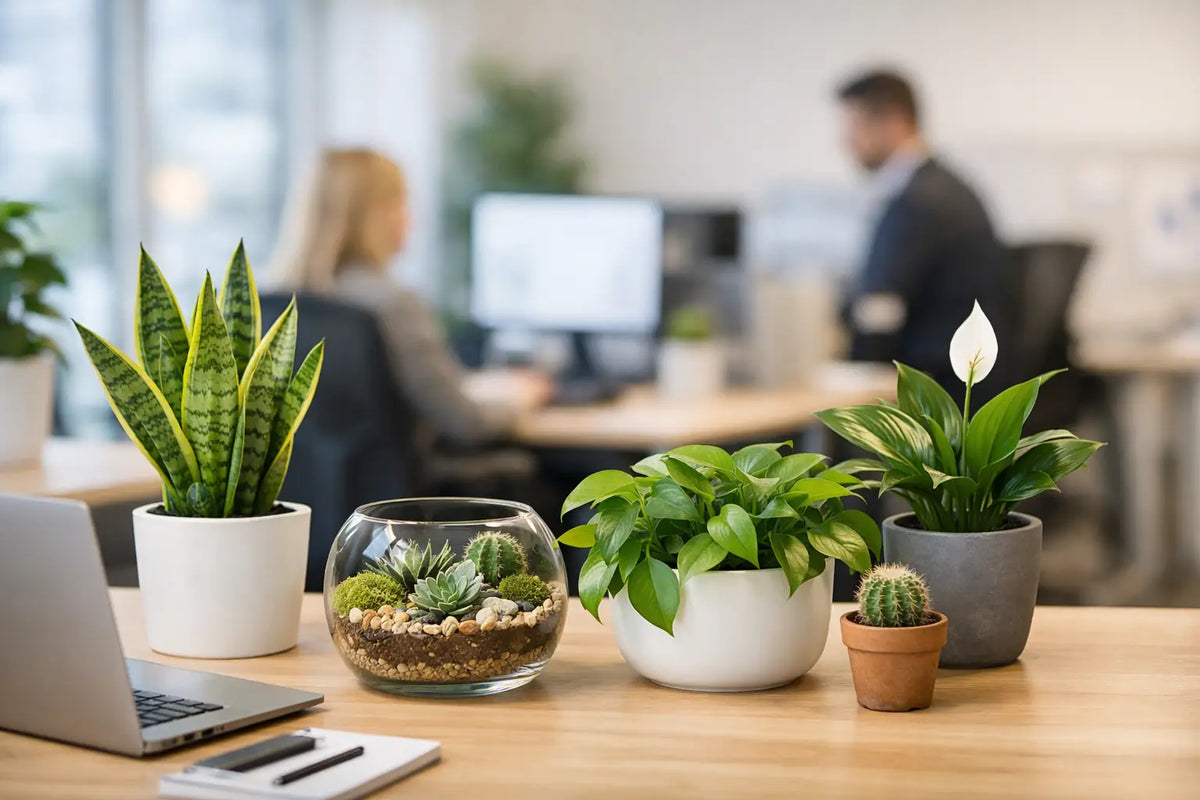 Plant Gifts for Offices People Actually Love