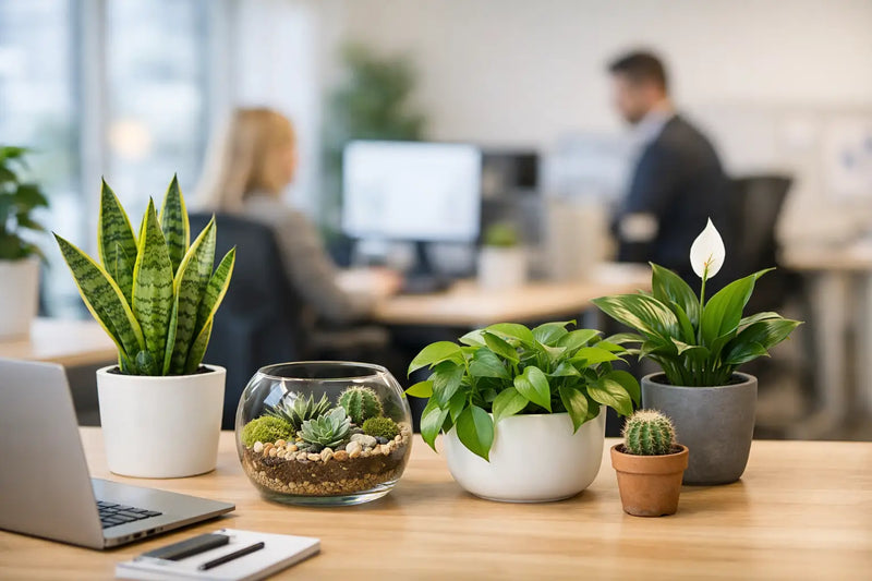 Plant Gifts for Offices People Actually Love