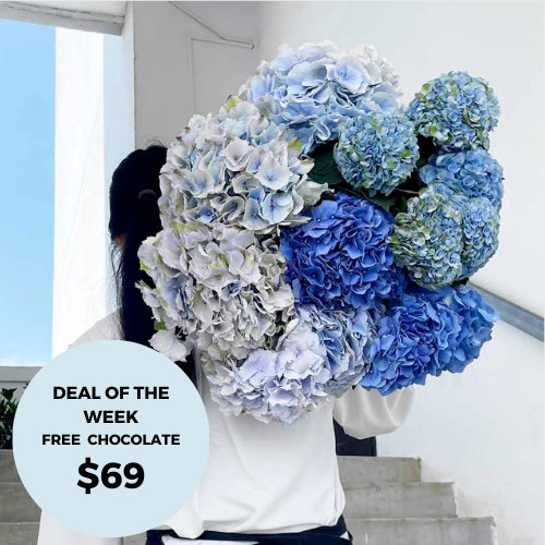 Hydrangeas with FREE Chocolate