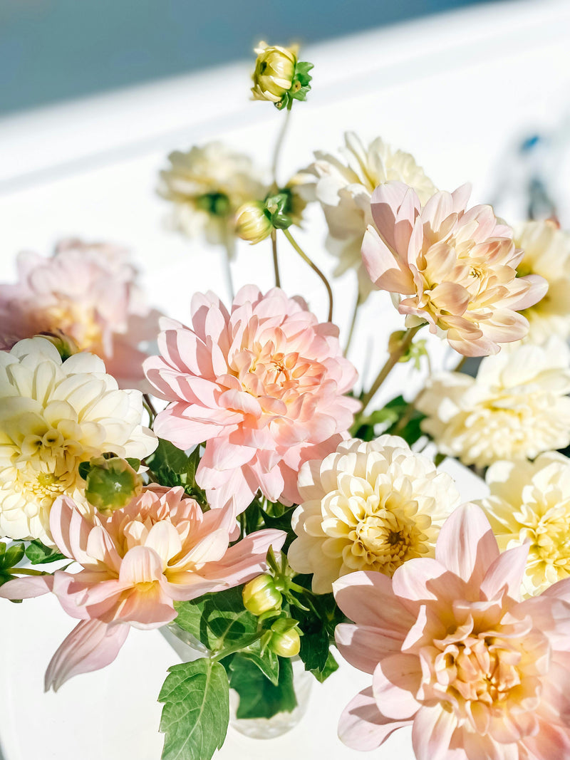 Soft pink and cream dahlia flowers in a fresh floral arrangement