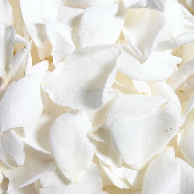 A close-up image of white rose petals scattered on a surface