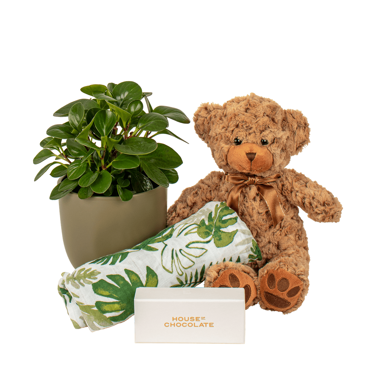New Baby Indoor Plant Gift Free Delivery Auckland